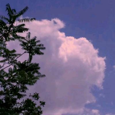 龙城扛把子bt公益服下载